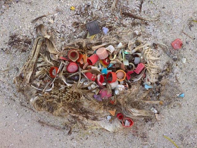 To know why albatrosses die, just look into their stomach!! (30 pics)