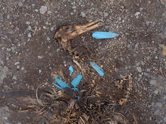 To know why albatrosses die, just look into their stomach!! (30 pics)