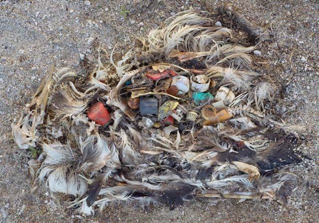 To know why albatrosses die, just look into their stomach!! (30 pics)