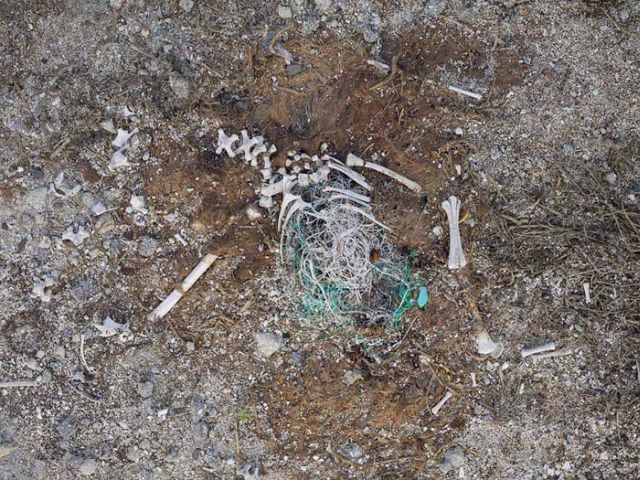To know why albatrosses die, just look into their stomach!! (30 pics)