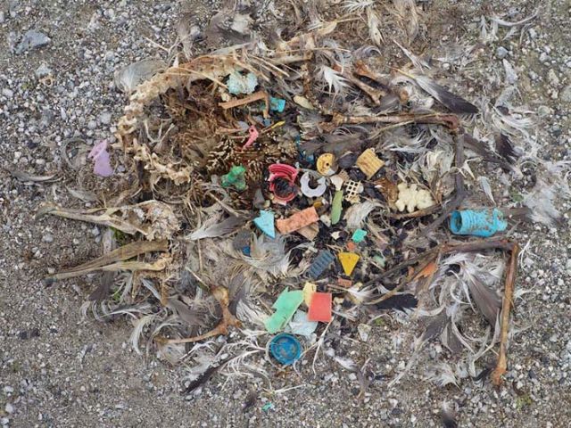 To know why albatrosses die, just look into their stomach!! (30 pics)