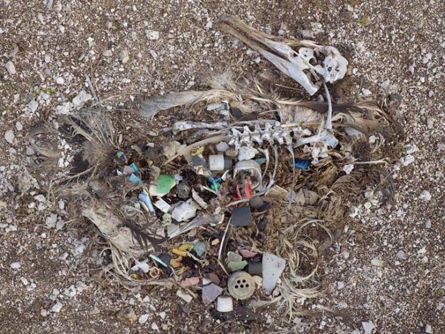 To know why albatrosses die, just look into their stomach!! (30 pics)