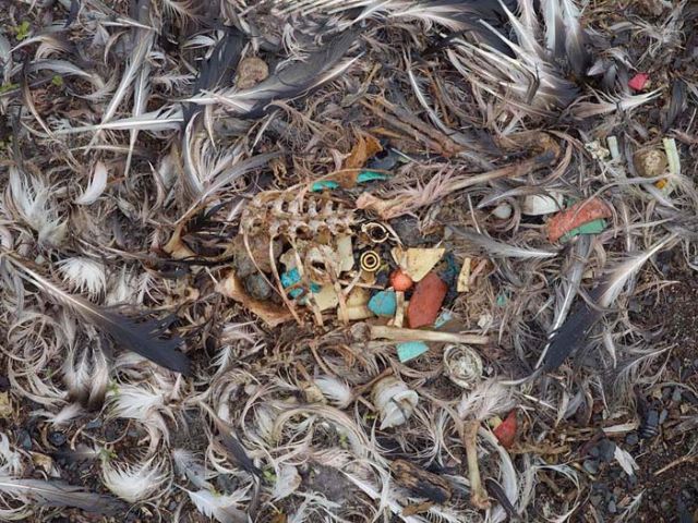 To know why albatrosses die, just look into their stomach!! (30 pics)
