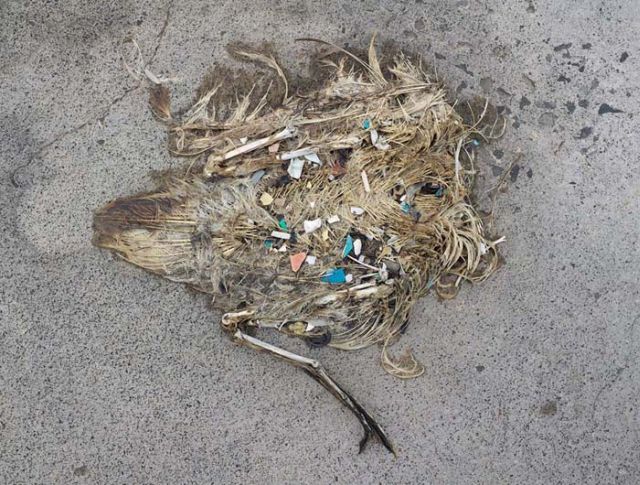 To know why albatrosses die, just look into their stomach!! (30 pics)