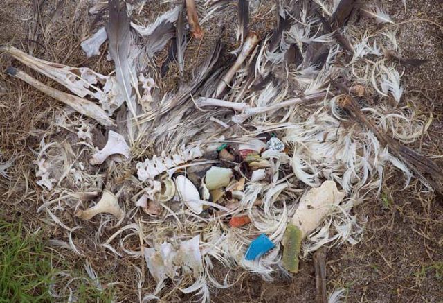To know why albatrosses die, just look into their stomach!! (30 pics)