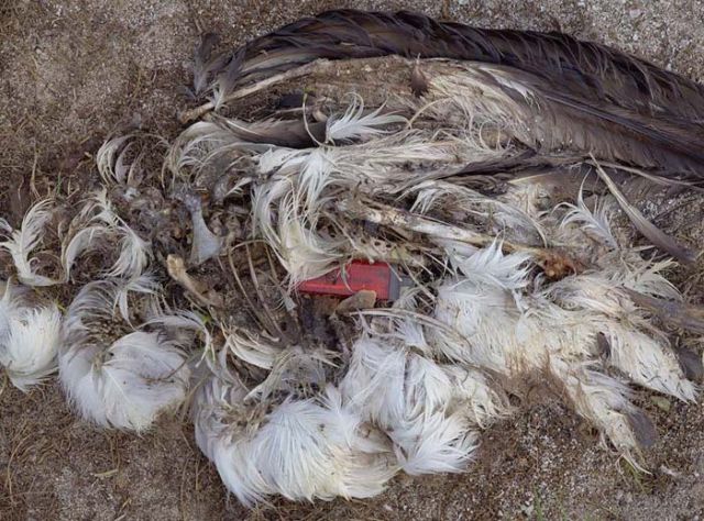 To know why albatrosses die, just look into their stomach!! (30 pics)