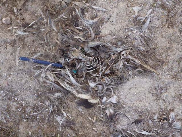 To know why albatrosses die, just look into their stomach!! (30 pics)