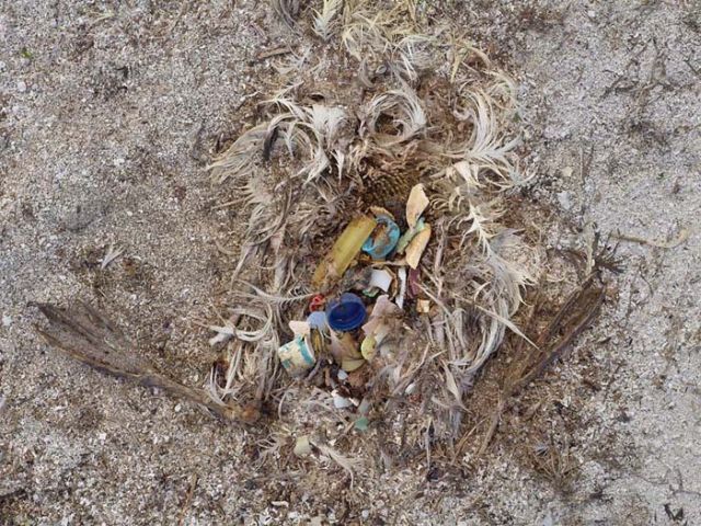To know why albatrosses die, just look into their stomach!! (30 pics)