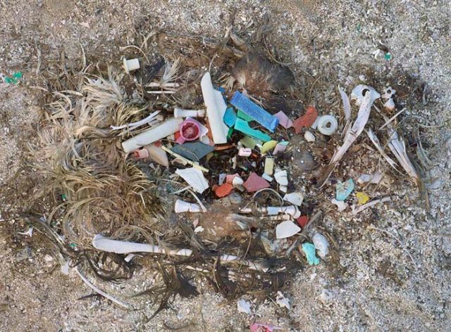 To know why albatrosses die, just look into their stomach!! (30 pics)