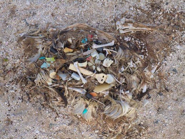 To know why albatrosses die, just look into their stomach!! (30 pics)