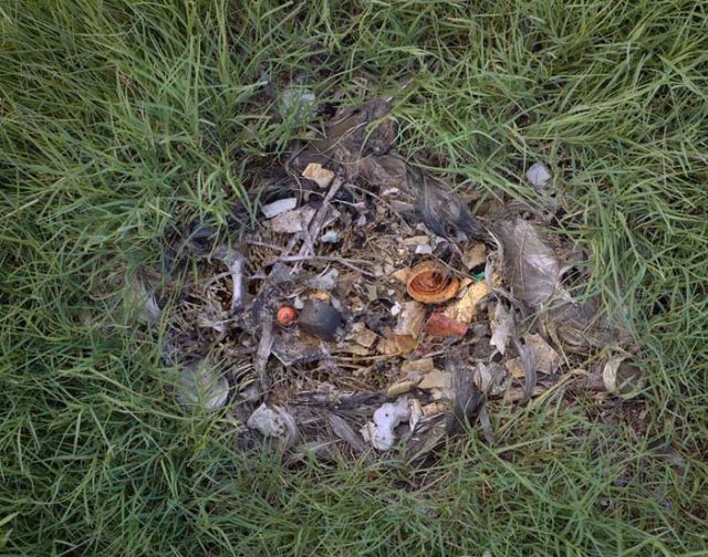 To know why albatrosses die, just look into their stomach!! (30 pics)