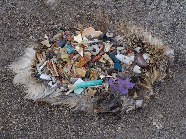 To know why albatrosses die, just look into their stomach!! (30 pics)