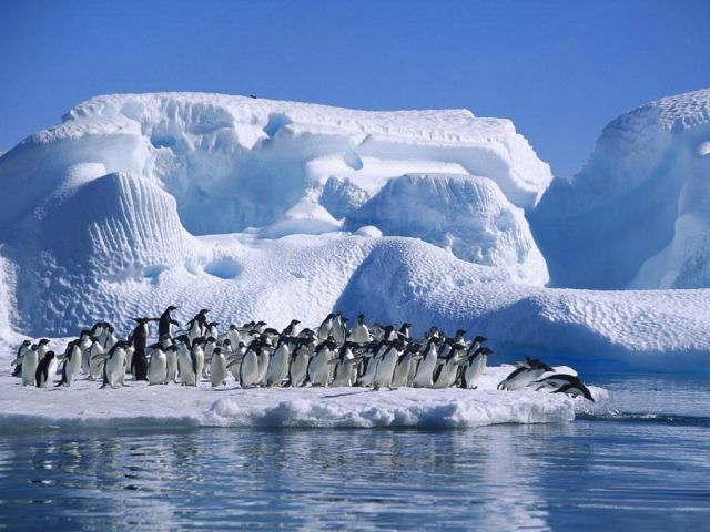 The beauty and splendor of icebergs (110 pics)