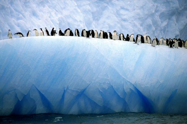 The beauty and splendor of icebergs (110 pics)