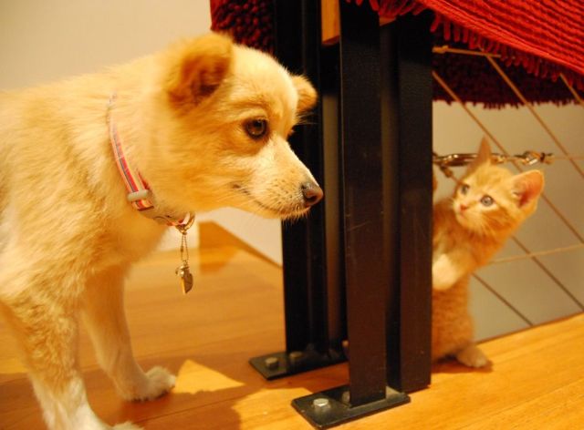 These funny animals (45 pics)