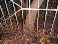 Curiosities and bonus pictures