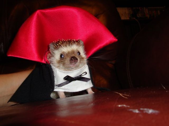These funny animals (40 pics)