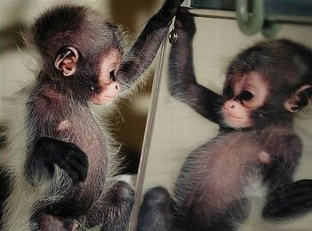 These funny animals (40 pics)