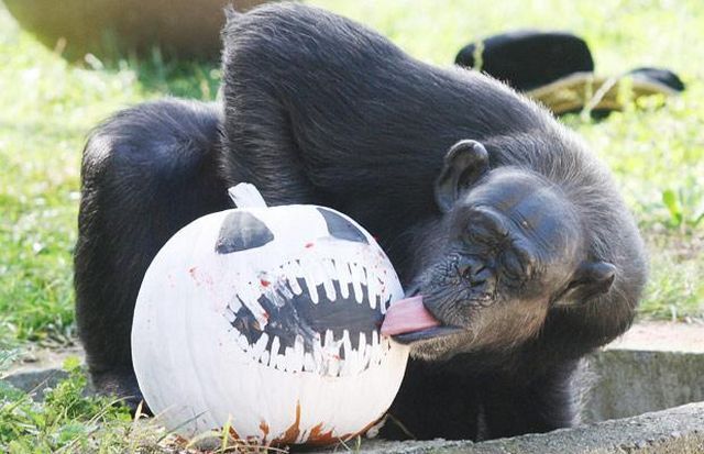 These funny animals (42 pics)