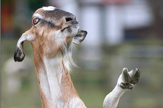 These funny animals (42 pics)