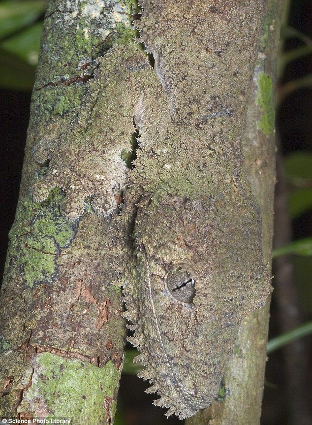 Amazing natural camouflage (18 pics)