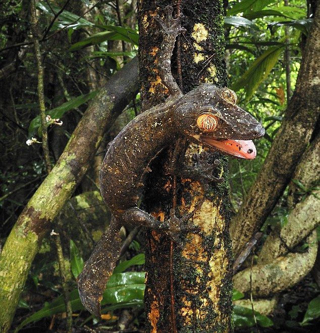 Amazing natural camouflage (18 pics)