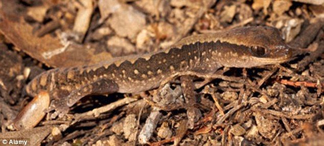 Amazing natural camouflage (18 pics)