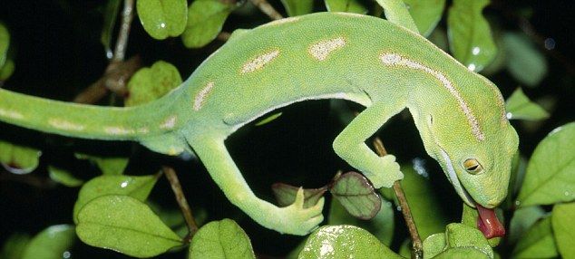 Amazing natural camouflage (18 pics)