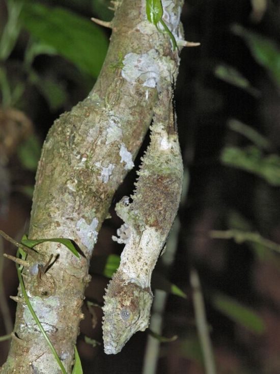 Amazing natural camouflage (18 pics)