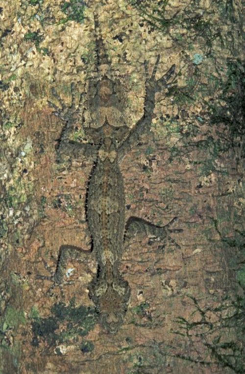 Amazing natural camouflage (18 pics)