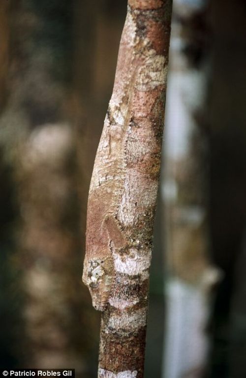 Amazing natural camouflage (18 pics)