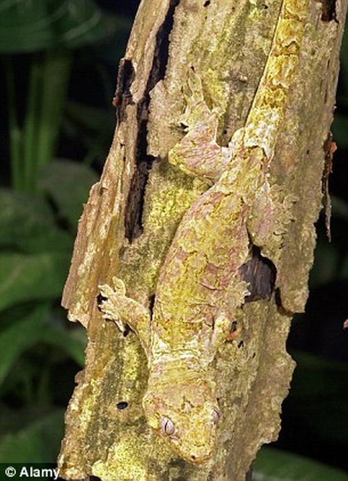 Amazing natural camouflage (18 pics)
