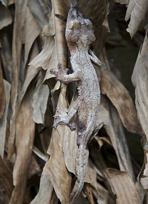 Amazing natural camouflage (18 pics)
