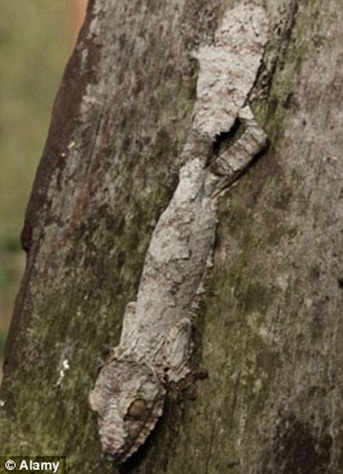 Amazing natural camouflage (18 pics)