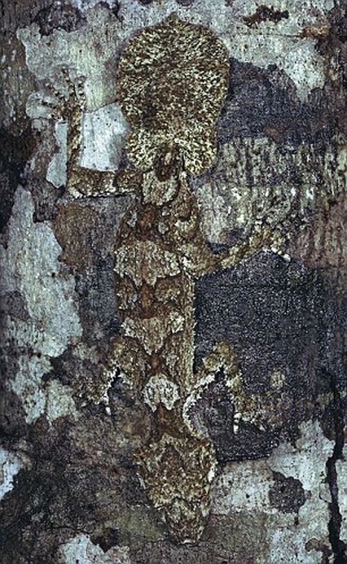 Amazing natural camouflage (18 pics)