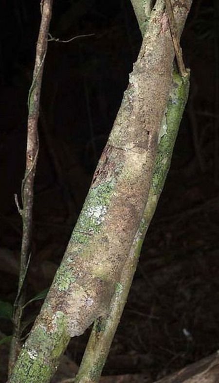 Amazing natural camouflage (18 pics)