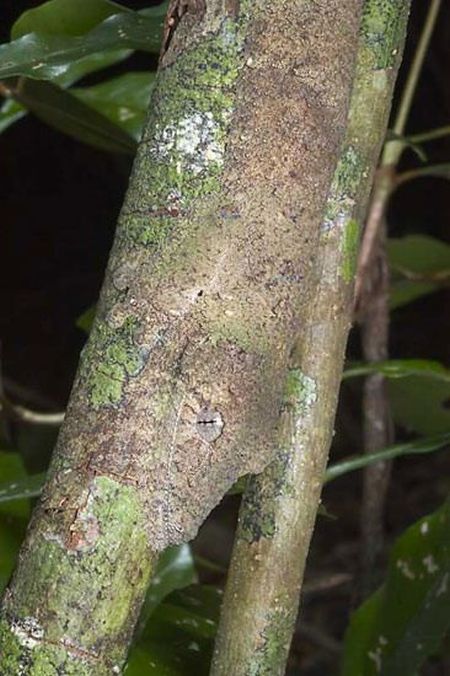 Amazing natural camouflage (18 pics)