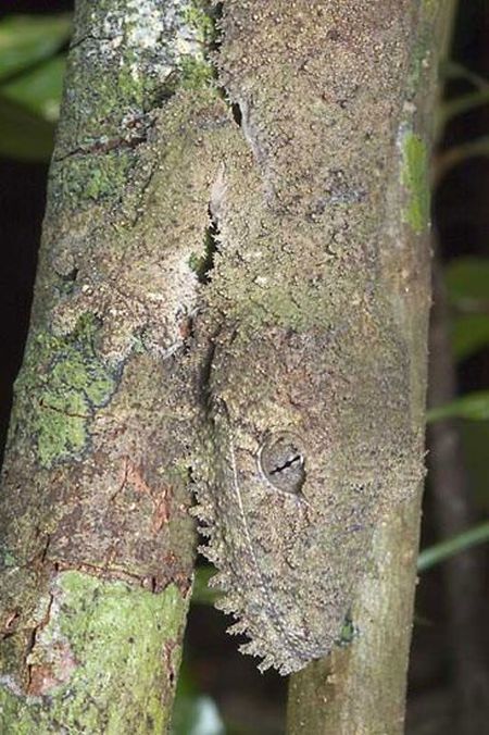 Amazing natural camouflage (18 pics)