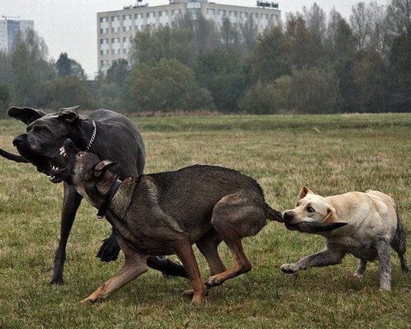 These funny animals (55 pics)