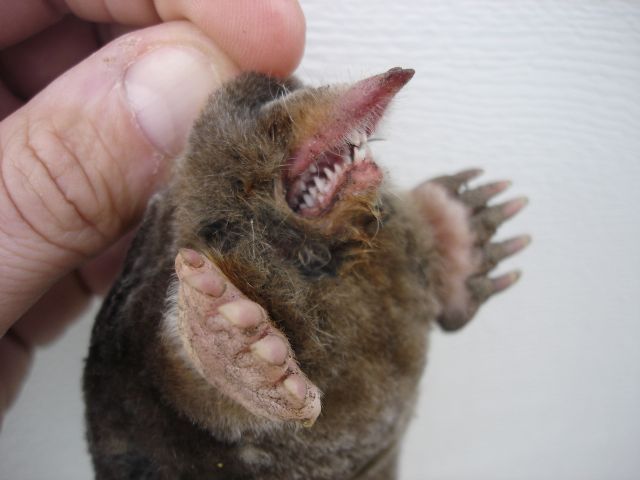 These funny animals (55 pics)