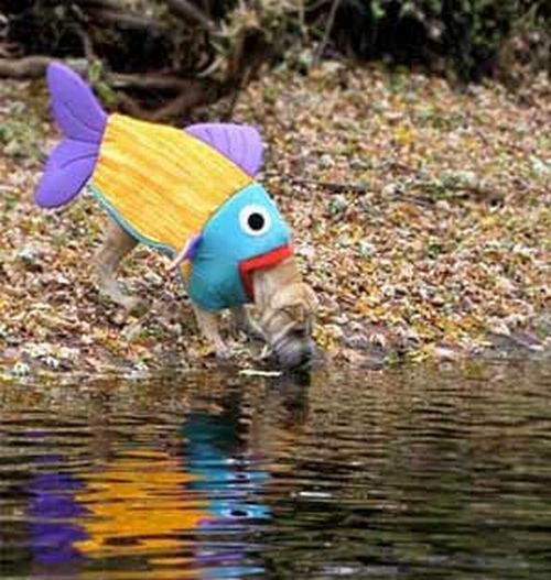 Crazy Halloween costumes for dogs (17 pics)
