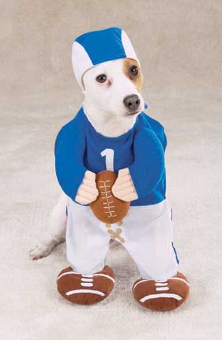 Crazy Halloween costumes for dogs (17 pics)