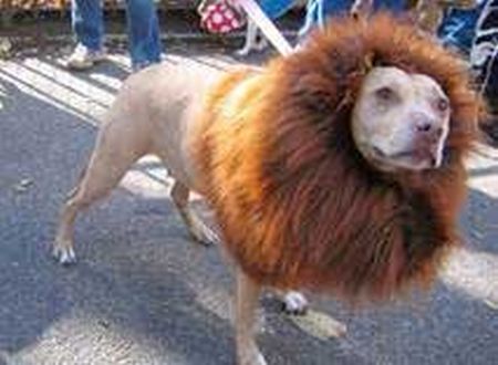 Crazy Halloween costumes for dogs (17 pics)