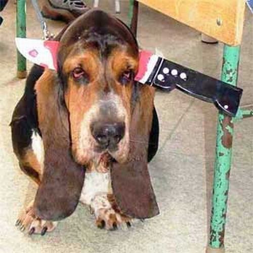Crazy Halloween costumes for dogs (17 pics)