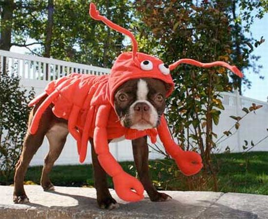 Crazy Halloween costumes for dogs (17 pics)
