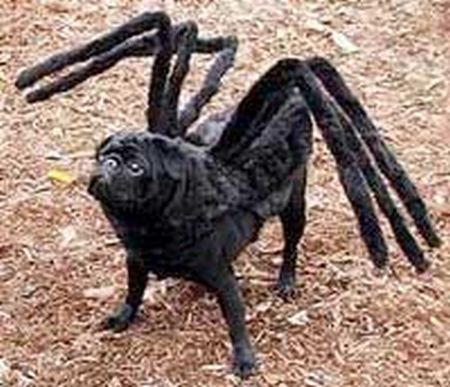 Crazy Halloween costumes for dogs (17 pics)