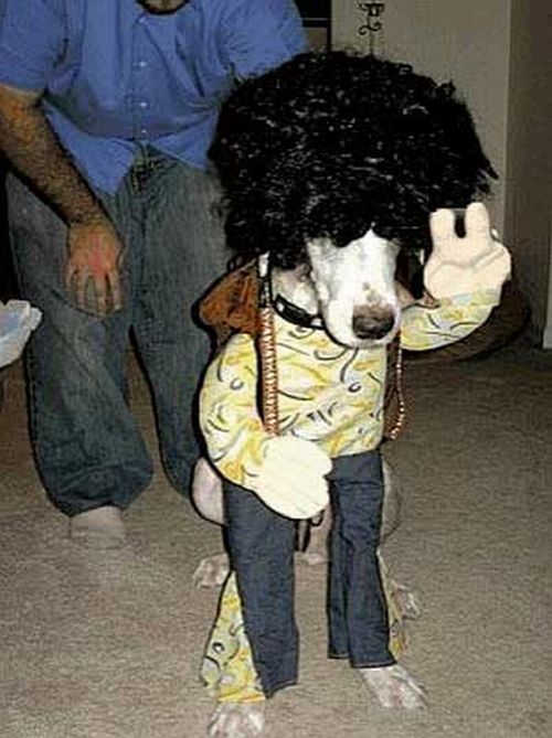 Crazy Halloween costumes for dogs (17 pics)