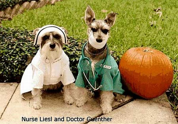 Crazy Halloween costumes for dogs (17 pics)