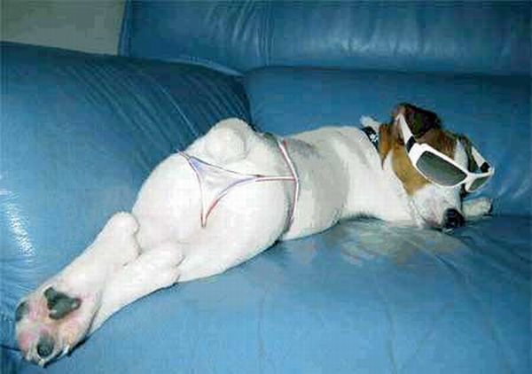 Crazy Halloween costumes for dogs (17 pics)