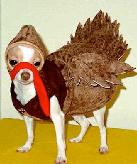 Crazy Halloween costumes for dogs (17 pics)